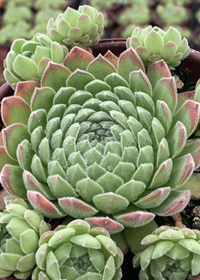 Sempervivum Chick Charms Sugar Shimmer
